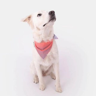 GoFluo | Bandana Dogwear | One Size | Coral Reflective
